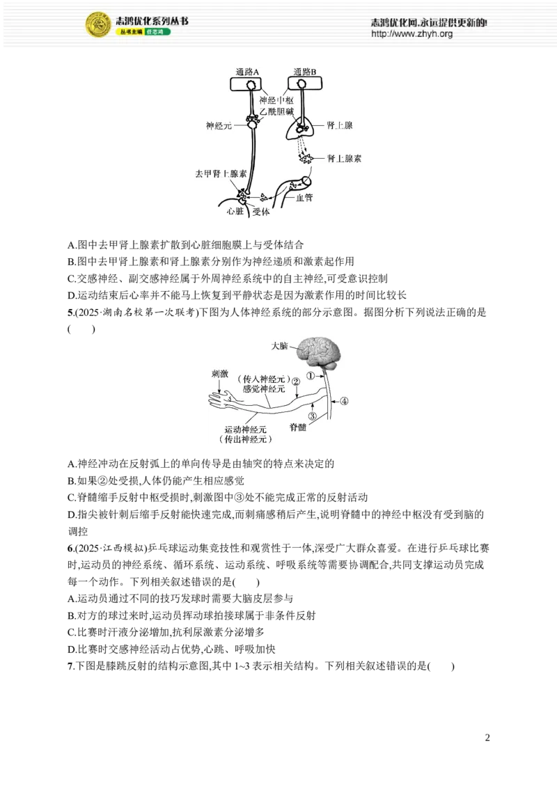 课时规范练36　神经调节的结构基础及基本方式_高中三年全科资料_高中_高中1_2026版《优化设计》新高考版一轮（生物+数学）_2026优化设计一轮复习(生物)_课后习题
