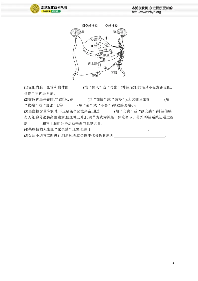 课时规范练36　神经调节的结构基础及基本方式_高中三年全科资料_高中_高中1_2026版《优化设计》新高考版一轮（生物+数学）_2026优化设计一轮复习(生物)_课后习题