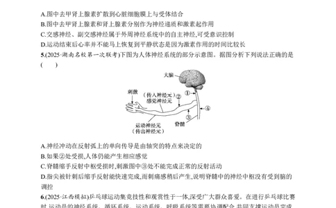 课时规范练36　神经调节的结构基础及基本方式_高中三年全科资料_高中_高中1_2026版《优化设计》新高考版一轮（生物+数学）_2026优化设计一轮复习(生物)_课后习题
