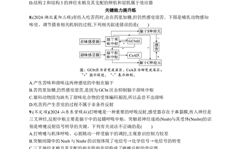 课时规范练36　神经调节的结构基础及基本方式_高中三年全科资料_高中_高中1_2026版《优化设计》新高考版一轮（生物+数学）_2026优化设计一轮复习(生物)_课后习题