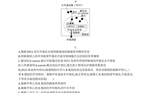 课时规范练31　基因表达和性状的关系_高中三年全科资料_高中_高中1_2026版《优化设计》新高考版一轮（生物+数学）_2026优化设计一轮复习(生物)_课后习题