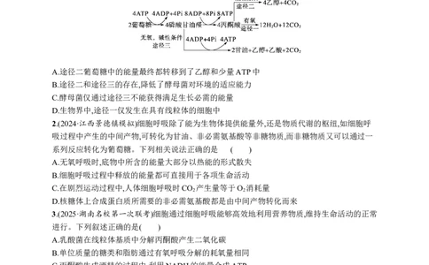 课时规范练12　细胞呼吸的原理和过程_高中三年全科资料_高中_高中1_2026版《优化设计》新高考版一轮（生物+数学）_2026优化设计一轮复习(生物)_课后习题