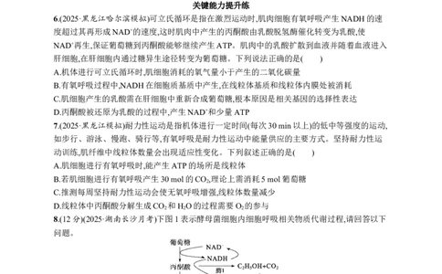 课时规范练12　细胞呼吸的原理和过程_高中三年全科资料_高中_高中1_2026版《优化设计》新高考版一轮（生物+数学）_2026优化设计一轮复习(生物)_课后习题
