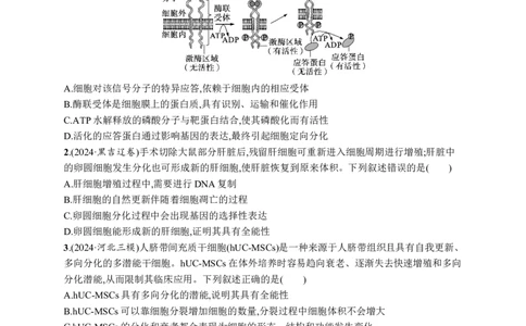 课时规范练21　细胞的分化、衰老和死亡_高中三年全科资料_高中_高中1_2026版《优化设计》新高考版一轮（生物+数学）_2026优化设计一轮复习(生物)_课后习题