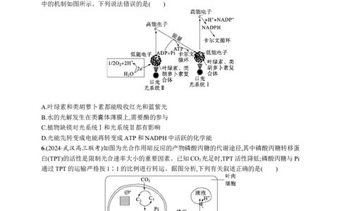 课时规范练15　光合作用原理_高中三年全科资料_高中_高中1_2026版《优化设计》新高考版一轮（生物+数学）_2026优化设计一轮复习(生物)_高考总复习优化设计一轮用书生物H配人教版word