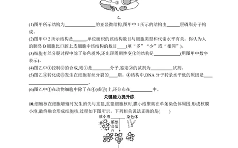 课时规范练7　细胞核与细胞结构的统一性_高中三年全科资料_高中_高中1_2026版《优化设计》新高考版一轮（生物+数学）_2026优化设计一轮复习(生物)_课后习题