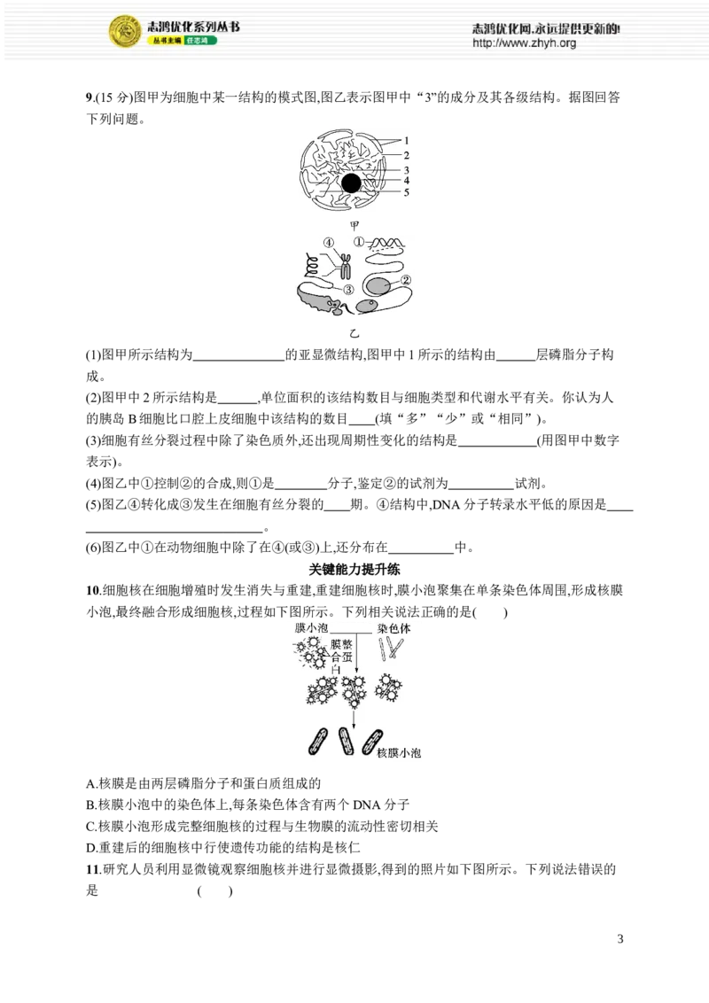 课时规范练7　细胞核与细胞结构的统一性_高中三年全科资料_高中_高中1_2026版《优化设计》新高考版一轮（生物+数学）_2026优化设计一轮复习(生物)_课后习题