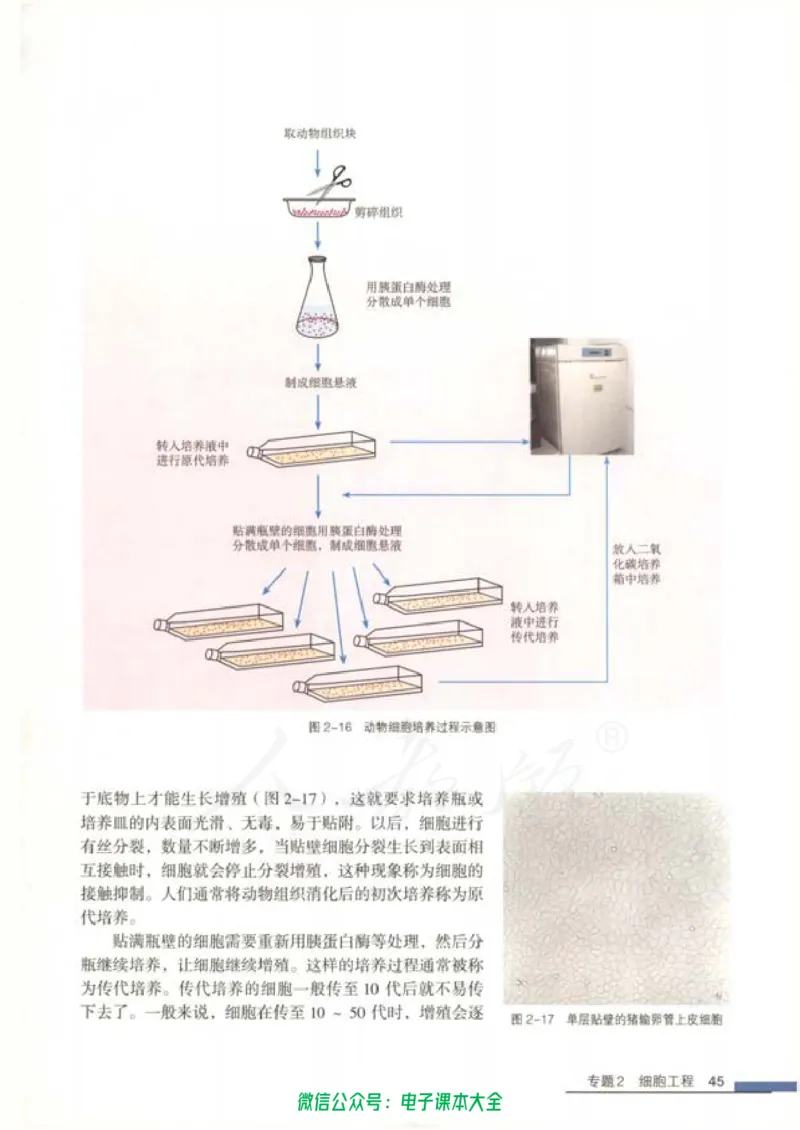 选修3《现代生物科技专题》_高中三年全科资料_高中_高中电子教材_旧教材_高中生物（人教旧版）_高中生物选修1-3（3本）
