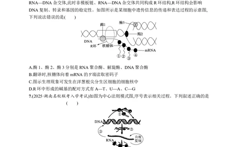 课时规范练30　基因的表达_高中三年全科资料_高中_高中1_2026版《优化设计》新高考版一轮（生物+数学）_2026优化设计一轮复习(生物)_高考总复习优化设计一轮用书生物H配人教版word
