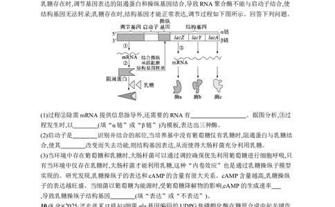 课时规范练30　基因的表达_高中三年全科资料_高中_高中1_2026版《优化设计》新高考版一轮（生物+数学）_2026优化设计一轮复习(生物)_高考总复习优化设计一轮用书生物H配人教版word