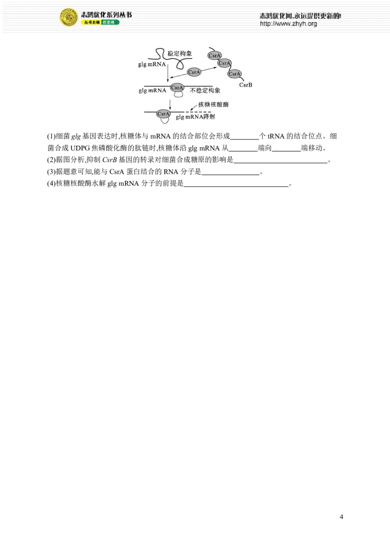 课时规范练30　基因的表达_高中三年全科资料_高中_高中1_2026版《优化设计》新高考版一轮（生物+数学）_2026优化设计一轮复习(生物)_高考总复习优化设计一轮用书生物H配人教版word