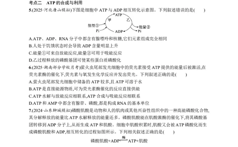 课时规范练11　细胞的能量&ldquo;货币&rdquo;ATP_高中三年全科资料_高中_高中1_2026版《优化设计》新高考版一轮（生物+数学）_2026优化设计一轮复习(生物)_课后习题