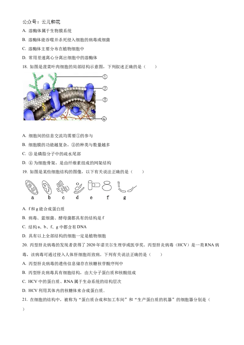 天津市红桥区2024-2025学年高一上学期期中考试生物试卷Word版无答案_2024年11月试卷_1127天津市红桥区2024-2025学年高一上学期期中考试