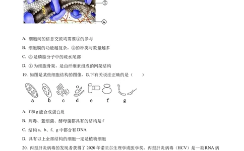 天津市红桥区2024-2025学年高一上学期期中考试生物试卷Word版无答案_2024年11月试卷_1127天津市红桥区2024-2025学年高一上学期期中考试