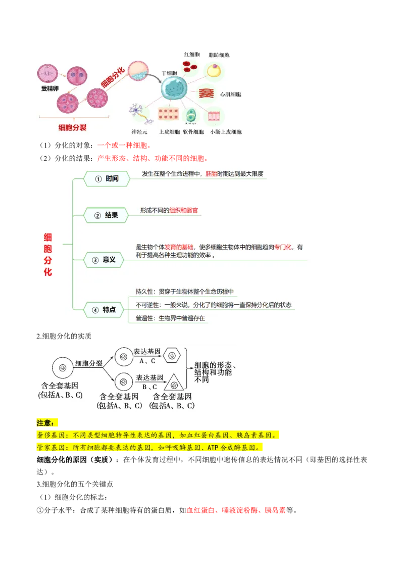第14讲细胞的分化、衰老、死亡和癌变（讲义）（解析版）_2025年新高考资料_一轮复习_2025年高考生物一轮复习讲练测（新教材新高考）