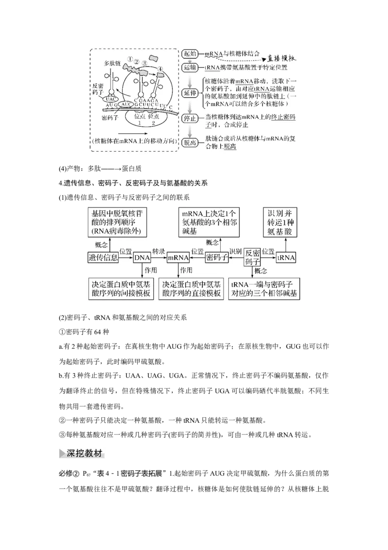 第18讲　基因的表达_新高考复习资料_2023年新高考复习资料_一轮复习_2023年新高考大一轮复习讲义_2023年高考生物一轮复习讲义（新人教新高考）_赠补充习题_Word版题库第二~六单元
