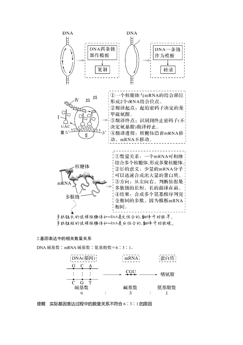 第18讲　基因的表达_新高考复习资料_2023年新高考复习资料_一轮复习_2023年新高考大一轮复习讲义_2023年高考生物一轮复习讲义（新人教新高考）_赠补充习题_Word版题库第二~六单元
