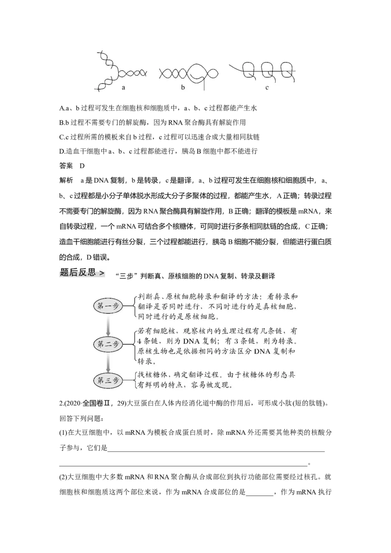 第18讲　基因的表达_新高考复习资料_2023年新高考复习资料_一轮复习_2023年新高考大一轮复习讲义_2023年高考生物一轮复习讲义（新人教新高考）_赠补充习题_Word版题库第二~六单元