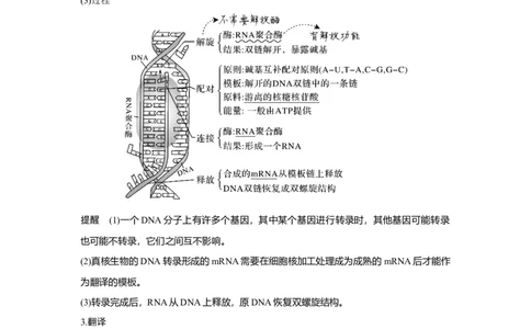 第18讲　基因的表达_新高考复习资料_2023年新高考复习资料_一轮复习_2023年新高考大一轮复习讲义_2023年高考生物一轮复习讲义（新人教新高考）_赠补充习题_Word版题库第二~六单元