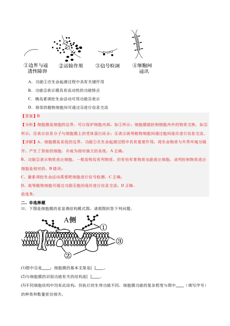 考点通关卷05细胞膜和细胞核（解析版）_新高考复习资料_2025年新高考资料_2025年高考生物一轮复习考点通关卷（新高考通用）