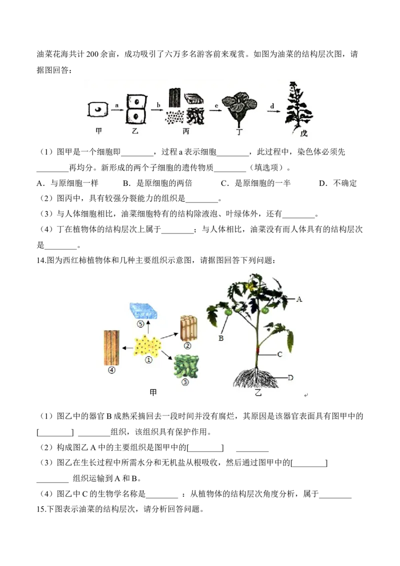 2.2.3植物体的结构层次（习题）-2022-2023学年七年级生物上册同步优质备课资源（人教版）（原卷版）_1、初中学习资料_4-6、生物_4-6-1、初一生物上册_同步练习-138份