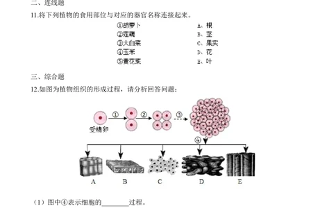 2.2.3植物体的结构层次（习题）-2022-2023学年七年级生物上册同步优质备课资源（人教版）（原卷版）_1、初中学习资料_4-6、生物_4-6-1、初一生物上册_同步练习-138份
