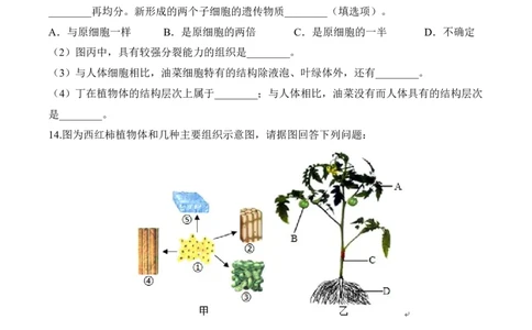 2.2.3植物体的结构层次（习题）-2022-2023学年七年级生物上册同步优质备课资源（人教版）（原卷版）_1、初中学习资料_4-6、生物_4-6-1、初一生物上册_同步练习-138份
