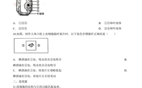 2.1.3动物细胞（习题）-2022-2023学年七年级生物上册同步优质备课资源（人教版）（原卷版）_1、初中学习资料_4-6、生物_4-6-1、初一生物上册_同步练习-138份_1、同步第1套新更新23份