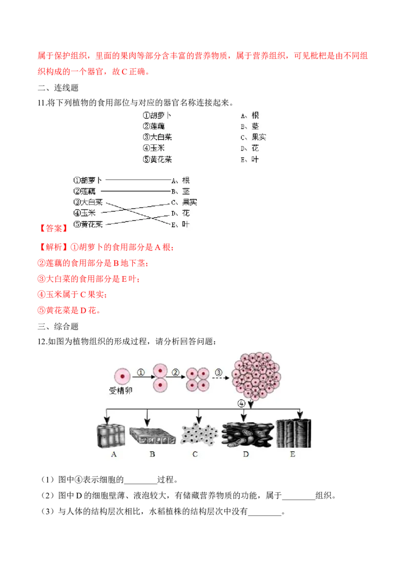 2.2.3植物体的结构层次（习题）-2022-2023学年七年级生物上册同步优质备课资源（人教版）（解析版）_1、初中学习资料_4-6、生物_4-6-1、初一生物上册_同步练习-138份