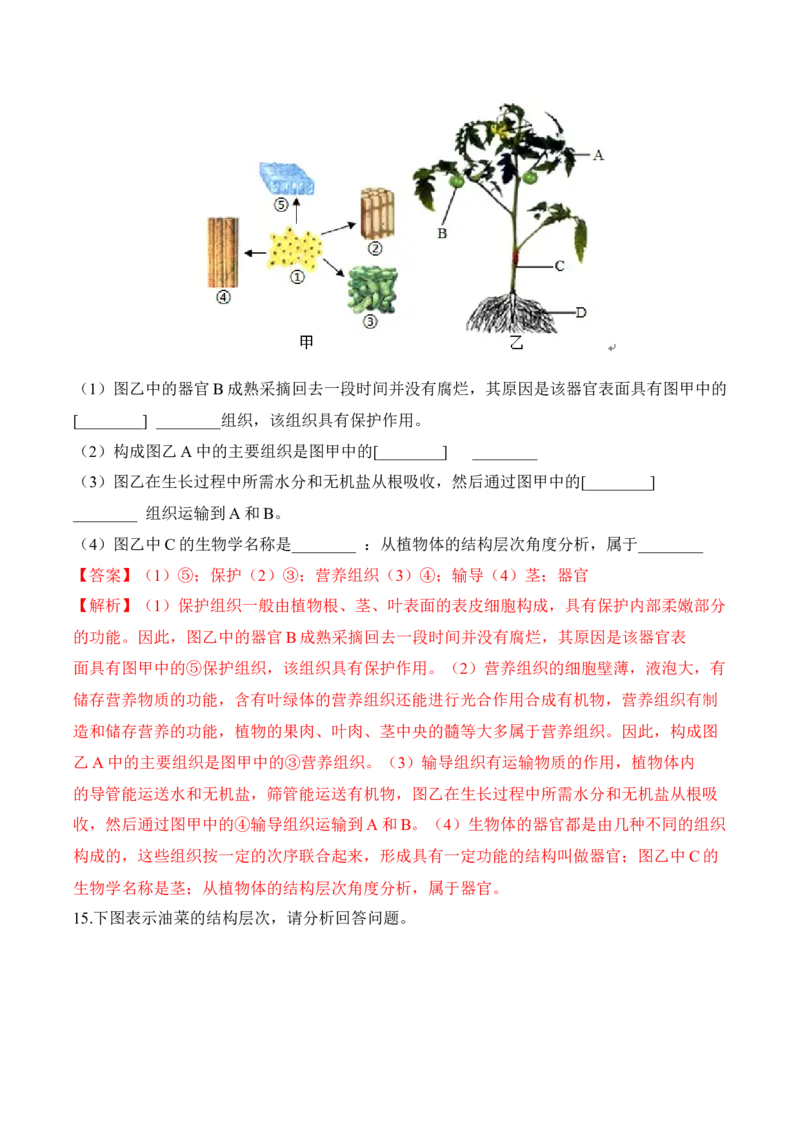 2.2.3植物体的结构层次（习题）-2022-2023学年七年级生物上册同步优质备课资源（人教版）（解析版）_1、初中学习资料_4-6、生物_4-6-1、初一生物上册_同步练习-138份