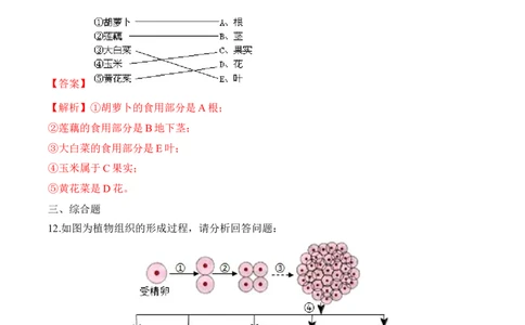 2.2.3植物体的结构层次（习题）-2022-2023学年七年级生物上册同步优质备课资源（人教版）（解析版）_1、初中学习资料_4-6、生物_4-6-1、初一生物上册_同步练习-138份