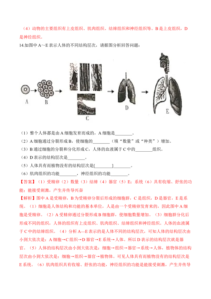 2.2.2动物体的结构层次（习题）-2022-2023学年七年级生物上册同步优质备课资源（人教版）（解析版）_1、初中学习资料_4-6、生物_4-6-1、初一生物上册_同步练习-138份