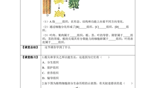 2.2.3植物体的结构层次（学案）-2022-2023学年七年级生物上册同步优质备课资源（人教版）_1、初中学习资料_4-6、生物_4-6-1、初一生物上册_同步练习-138份_1、同步第1套新更新23份