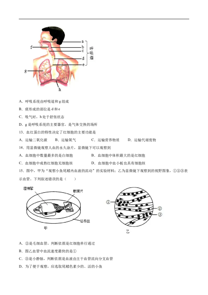 2020-2021学年七年级生物下学期期末仿真模拟冲刺卷（人教版）01（原卷版）_1、初中学习资料_4-6、生物_4-6-2、初一生物下册_期末试卷（7份）