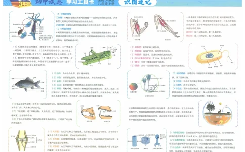 2025《53初中试卷》生物8上(人教版)_1、初中学习资料_24秋试卷_202553系列初中789年级上册《53初中试卷》大全套_2025《53初中试卷》8年级上册八科