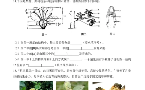 3.2.3开花和结果（习题）-2022-2023学年七年级生物上册同步优质备课资源（人教版）（原卷版）_1、初中学习资料_4-6、生物_4-6-1、初一生物上册_同步练习-138份_1、同步第1套新更新23份