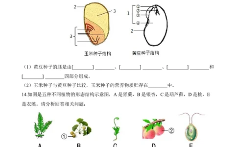 3.1.2种子植物（习题）-2022-2023学年七年级生物上册同步优质备课资源（人教版）（原卷版）_1、初中学习资料_4-6、生物_4-6-1、初一生物上册_同步练习-138份_1、同步第1套新更新23份