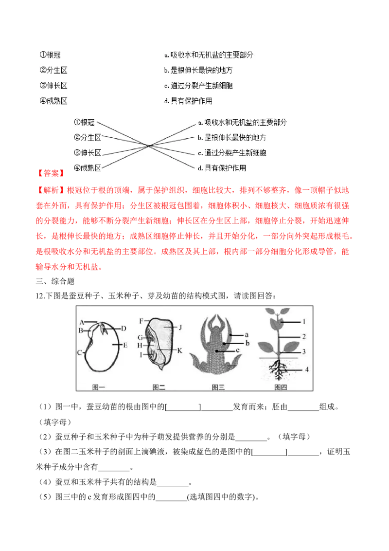3.2.2植株的生长（习题）-2022-2023学年七年级生物上册同步优质备课资源（人教版）（解析版）_1、初中学习资料_4-6、生物_4-6-1、初一生物上册_同步练习-138份_1、同步第1套新更新23份