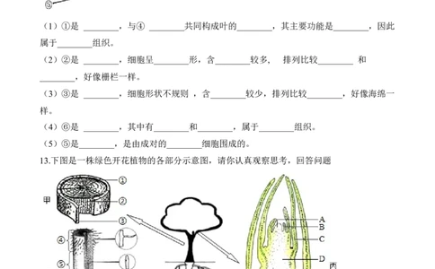 3.3绿色植物与生物圈的水循环（习题）-2022-2023学年七年级生物上册同步优质备课资源（人教版）（原卷版）_1、初中学习资料_4-6、生物_4-6-1、初一生物上册_同步练习-138份