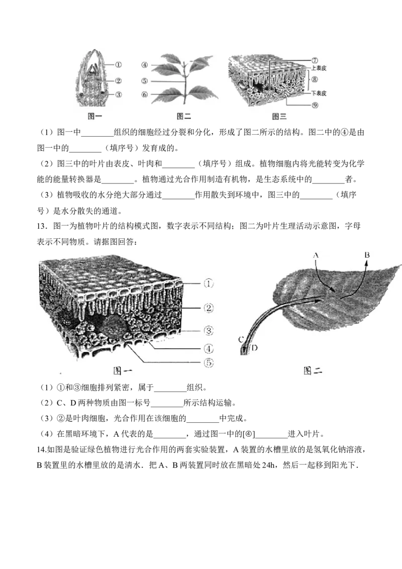 3.4绿色植物是生物圈中有机物的制造者（习题）-2022-2023学年七年级生物上册同步优质备课资源（人教版）（原卷版）_1、初中学习资料_4-6、生物_4-6-1、初一生物上册_同步练习-138份