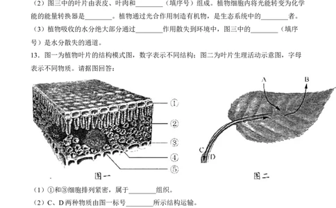 3.4绿色植物是生物圈中有机物的制造者（习题）-2022-2023学年七年级生物上册同步优质备课资源（人教版）（原卷版）_1、初中学习资料_4-6、生物_4-6-1、初一生物上册_同步练习-138份