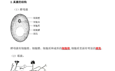 5.4.3真菌-2022-2023学年八年级生物上册课后培优分级练（人教版）（解析版）_1、初中学习资料_4-6、生物_4-6-3、初二生物上册_1、同步练习（50份）