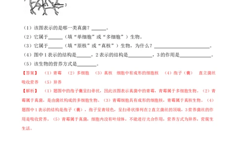 5.4.3真菌-2022-2023学年八年级生物上册课后培优分级练（人教版）（解析版）_1、初中学习资料_4-6、生物_4-6-3、初二生物上册_1、同步练习（50份）