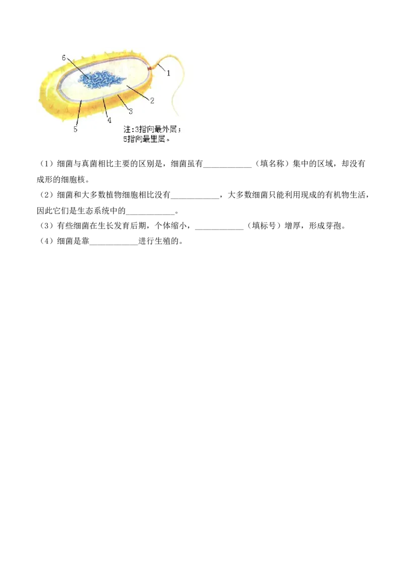 5.4.2细菌-2022-2023学年八年级生物上册课后培优分级练（人教版）（原卷版）_1、初中学习资料_4-6、生物_4-6-3、初二生物上册_1、同步练习（50份）