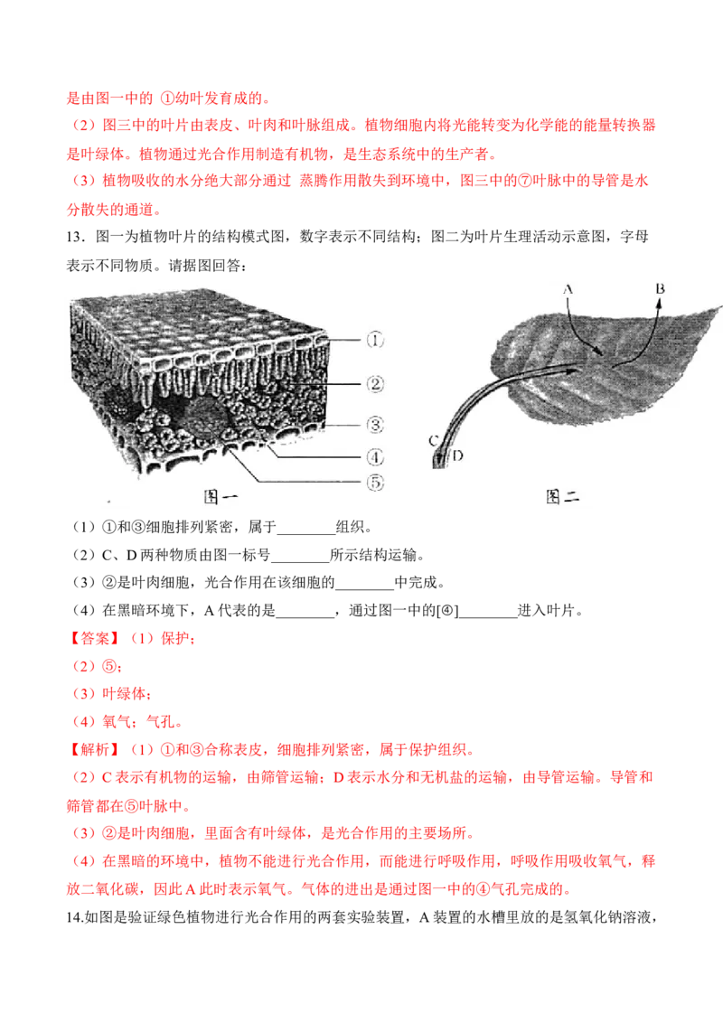3.4绿色植物是生物圈中有机物的制造者（习题）-2022-2023学年七年级生物上册同步优质备课资源（人教版）（解析版）_1、初中学习资料_4-6、生物_4-6-1、初一生物上册_同步练习-138份