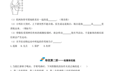 5.2.1动物的运动-2022-2023学年八年级生物上册课后培优分级练（人教版）（原卷版）_1、初中学习资料_4-6、生物_4-6-3、初二生物上册_1、同步练习（50份）
