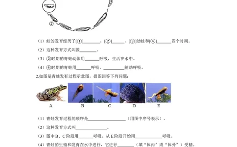 7.1.3两栖动物的生殖和发育-2020-2021学年八年级下册生物10分钟达标练习（人教版）（原卷版）_1、初中学习资料_4-6、生物_4-6-4、初二生物下册_1、同步练习（67份）
