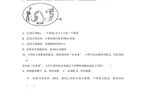 7.2.2基因在亲子代间的传递-2020-2021学年八年级下册生物10分钟达标练习（人教版）（原卷版）_1、初中学习资料_4-6、生物_4-6-4、初二生物下册_1、同步练习（67份）