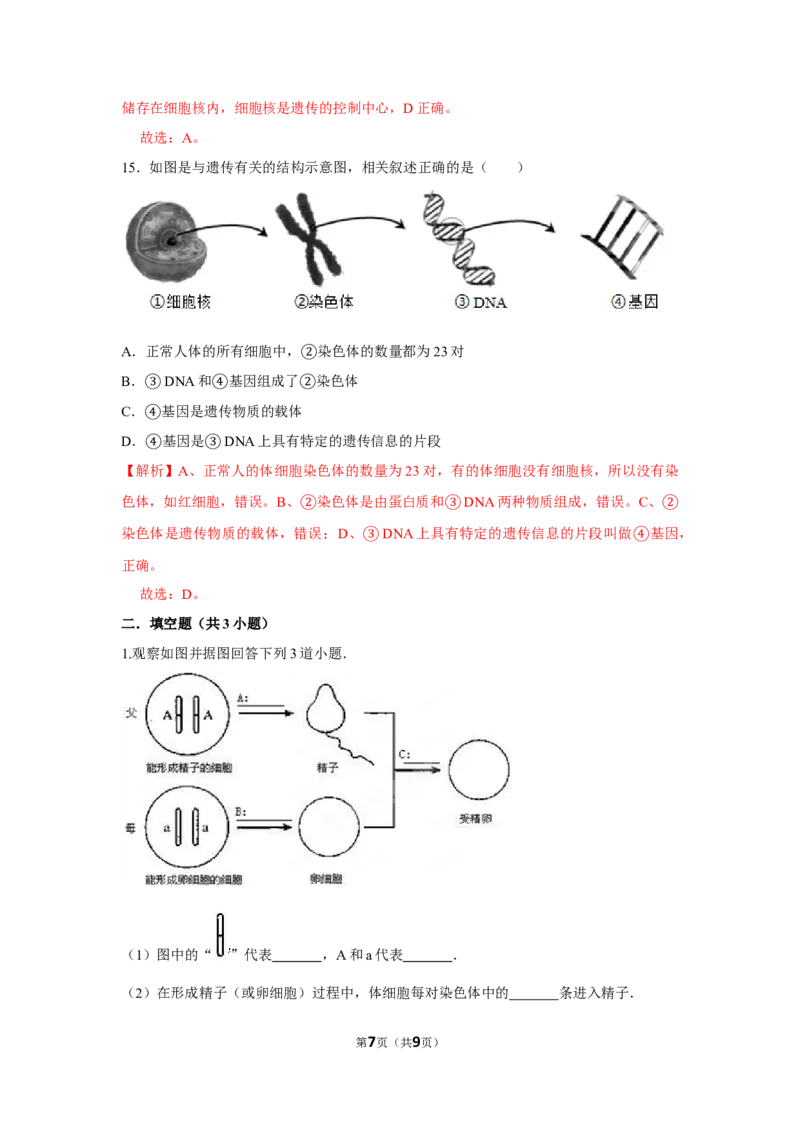 7.2.2基因在亲子代间的传递-2020-2021学年八年级下册生物10分钟达标练习（人教版）（解析版）_1、初中学习资料_4-6、生物_4-6-4、初二生物下册_1、同步练习（67份）