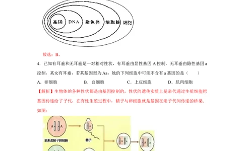 7.2.2基因在亲子代间的传递-2020-2021学年八年级下册生物10分钟达标练习（人教版）（解析版）_1、初中学习资料_4-6、生物_4-6-4、初二生物下册_1、同步练习（67份）